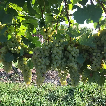 Winzerhof Bitzenhofer