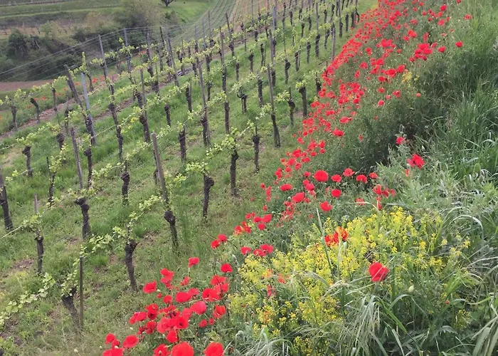 Winzerhof Bitzenhofer Niederrotweil