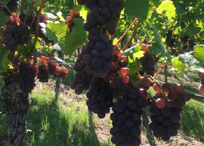 Appartamento Winzerhof Bitzenhofer