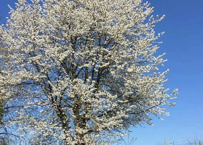 Winzerhof Bitzenhofer *